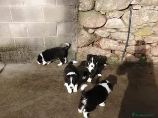 Border Collie perros border collie - Anuncio 7