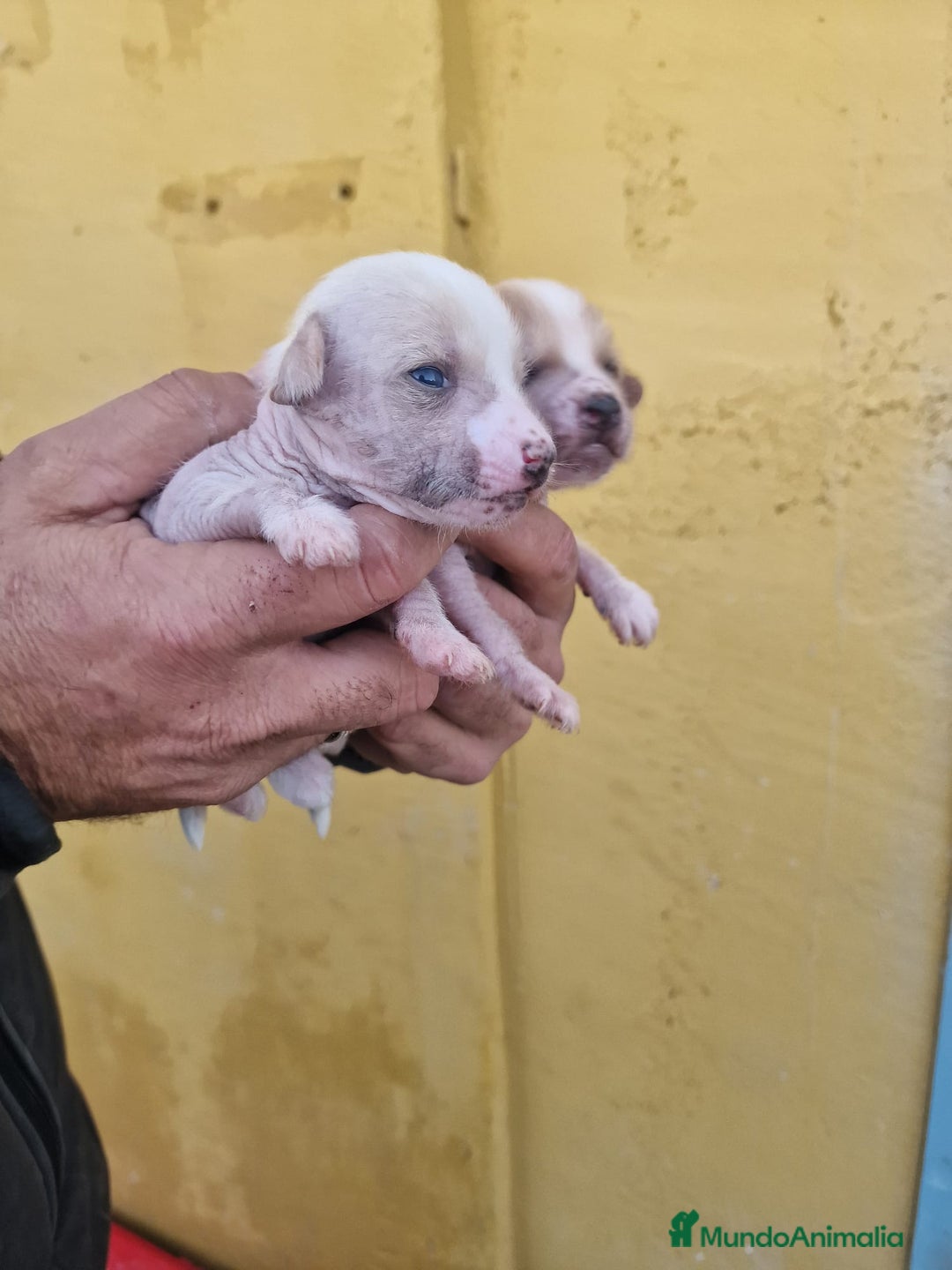 Perro Crestado Chino perros en venta: Crestado chino precio real - Anuncio 10
