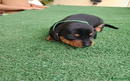 Teckel Miniatura perros en venta: Teckel Miniatura  - Imagen 24