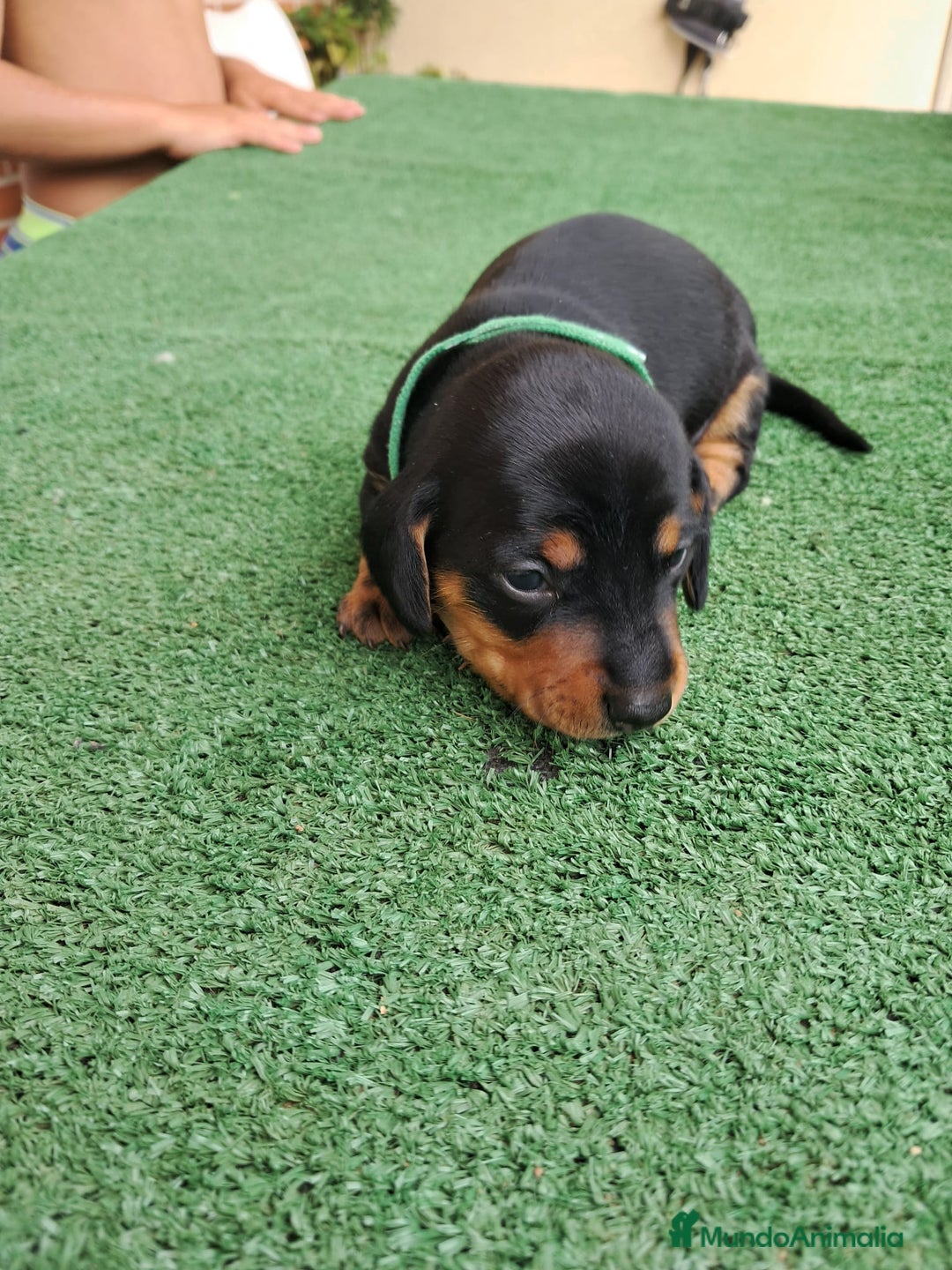 Teckel Miniatura perros en venta: Teckel Miniatura  - Imagen 24