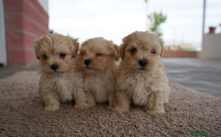 Maltipoo perros - Anuncio 5