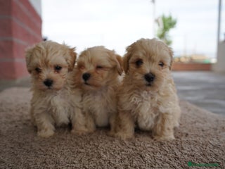 Maltipoo perros - Anuncio 10