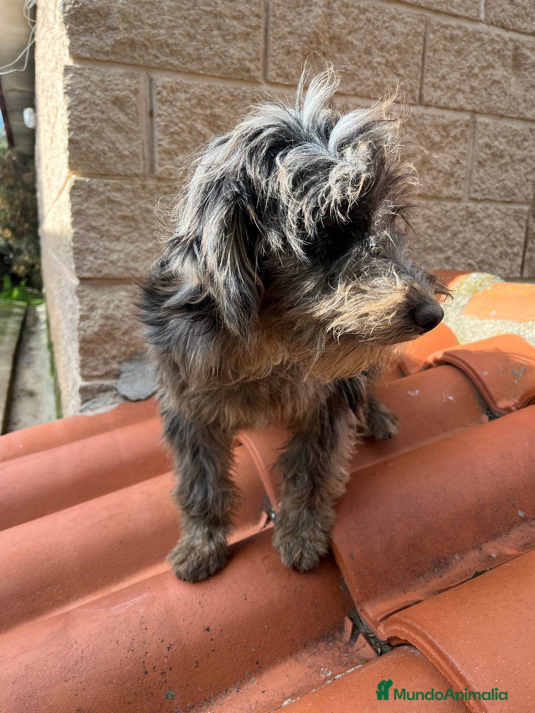 Raza Mixta perros en venta: Precioso cachorro Aussiedoodle - Anuncio 2