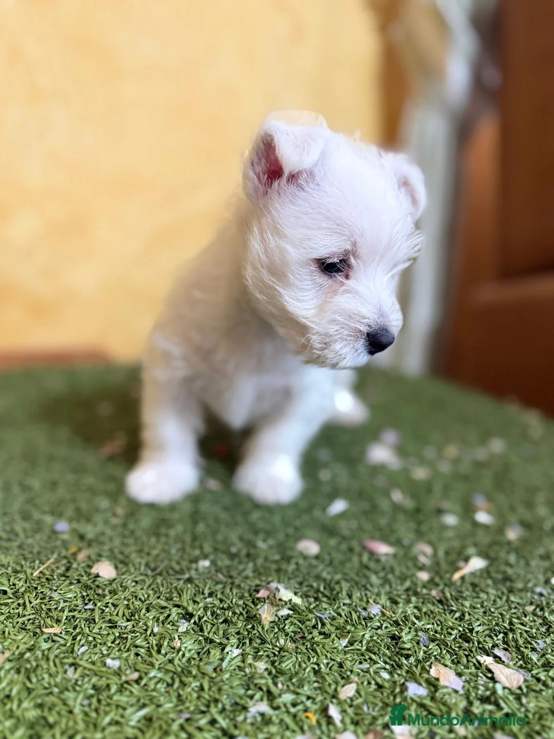 West Highland White Terrier perros en venta: Westys maravillosa raza  - Anuncio 3