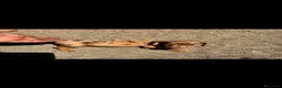Teckel perros en venta: Disponible Teckels de Calidad  - Anuncio 3