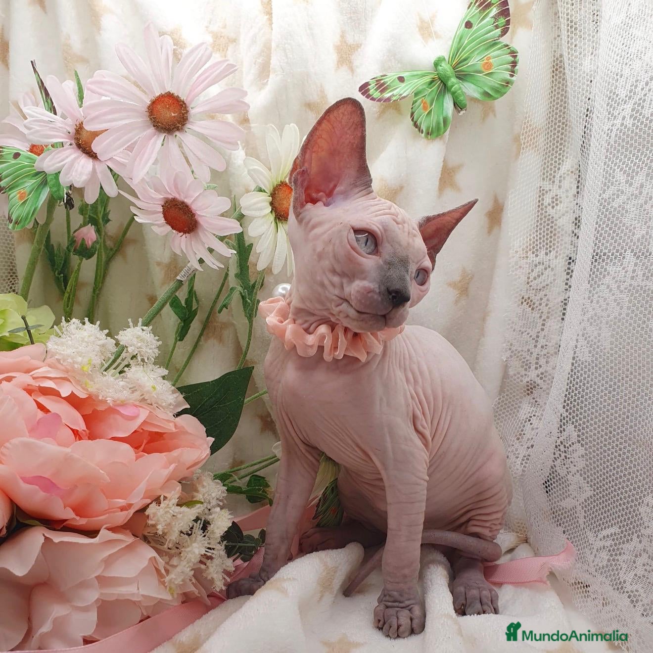 Sphynx gatos Sphynx  - Anuncio 2