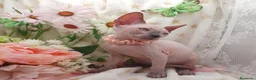 Sphynx gatos en venta: Sphynx  - Anuncio 1