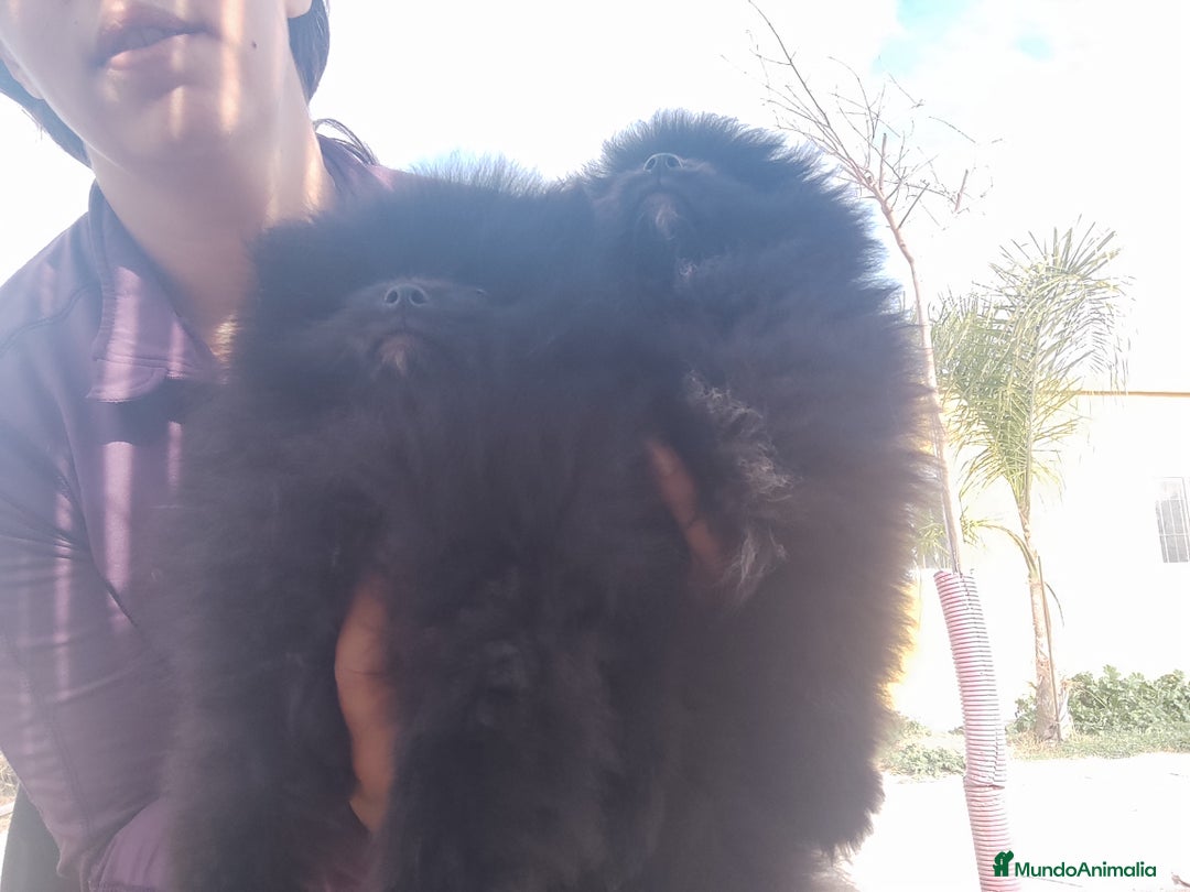 Pomerania perros en venta: Lulú de pomerania precio real. - Anuncio 4