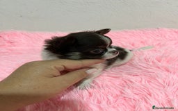 Chihuahua perros en venta: CHIHUAHUA PELO LARGO  - Imagen 3