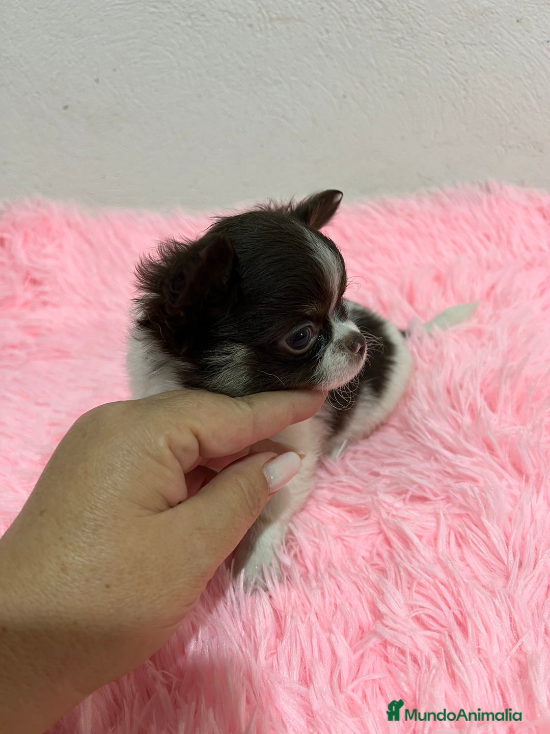 Chihuahua perros en venta: CHIHUAHUA PELO LARGO  - Imagen 3
