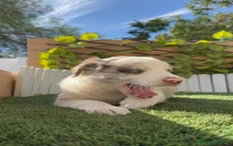 Border Collie perros en venta: BORDER COLLIE HEMBRA RED MERLE - Imagen 24