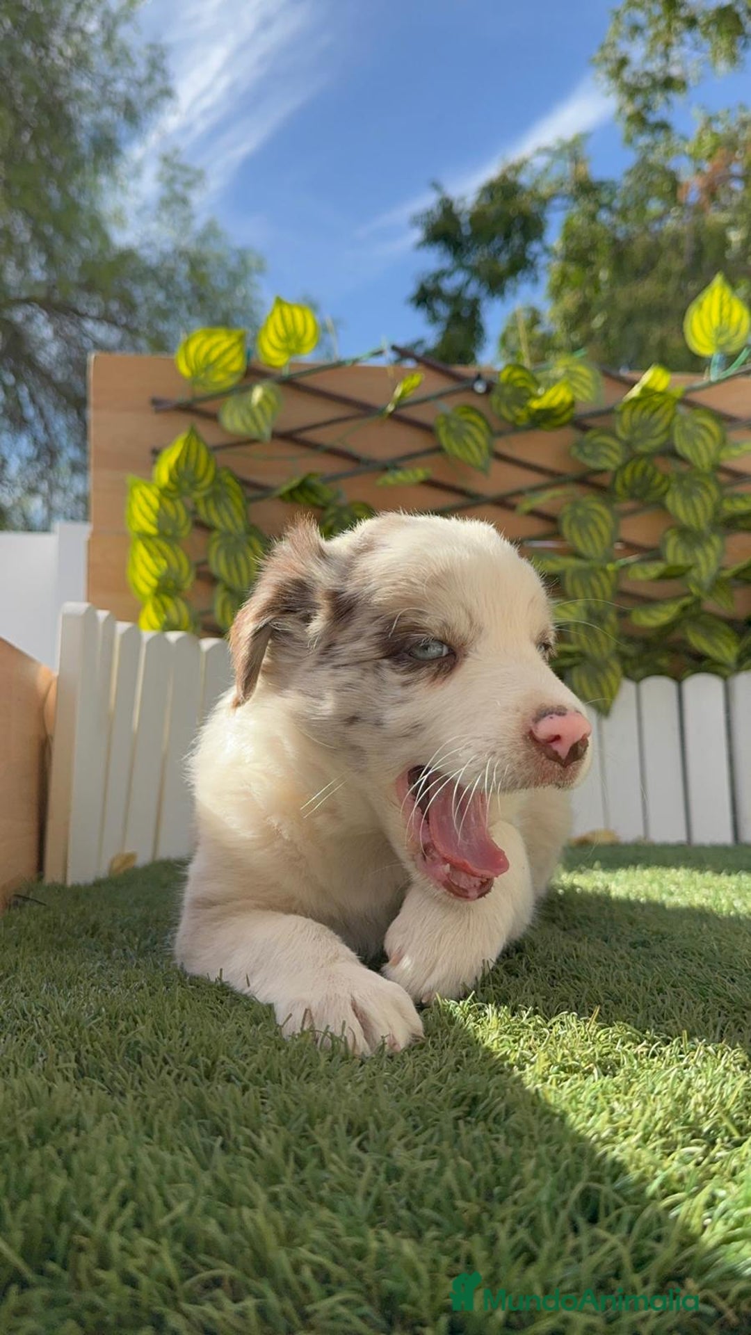 Border Collie perros en venta: BORDER COLLIE HEMBRA RED MERLE - Imagen 24