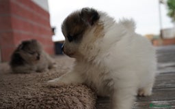Pomerania perros en venta: 🐾 Roscón, Python y Prodigy – Pomerania únicos 🐾 - Imagen 4