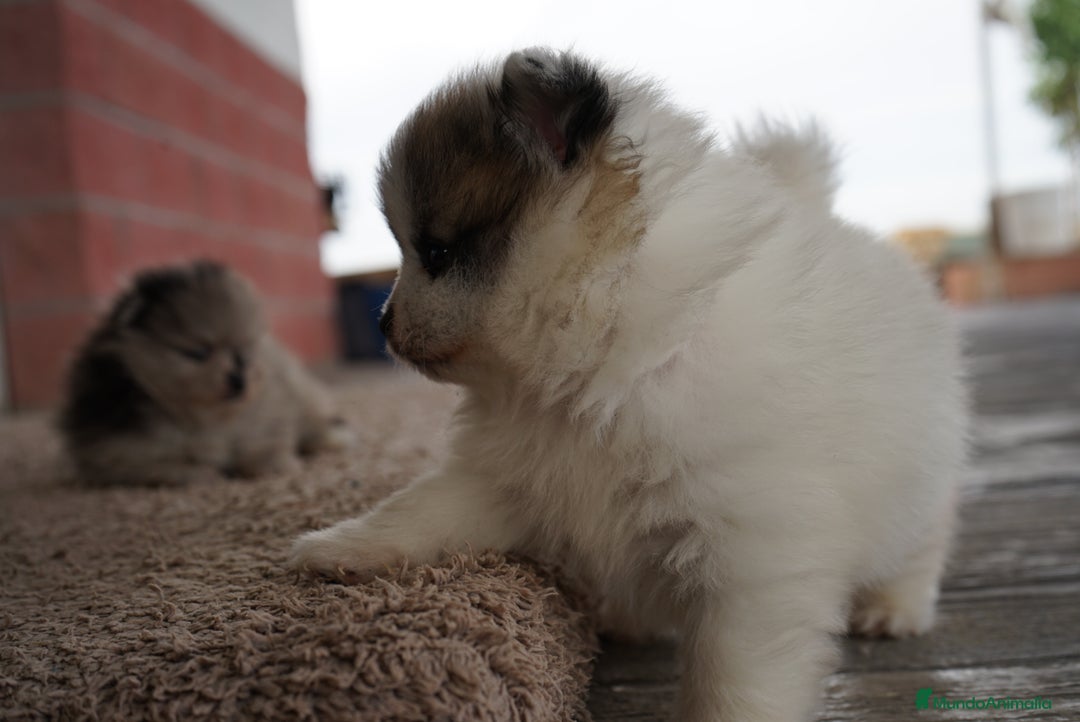 Pomerania perros en venta: 🐾 Roscón, Python y Prodigy – Pomerania únicos 🐾 - Imagen 4