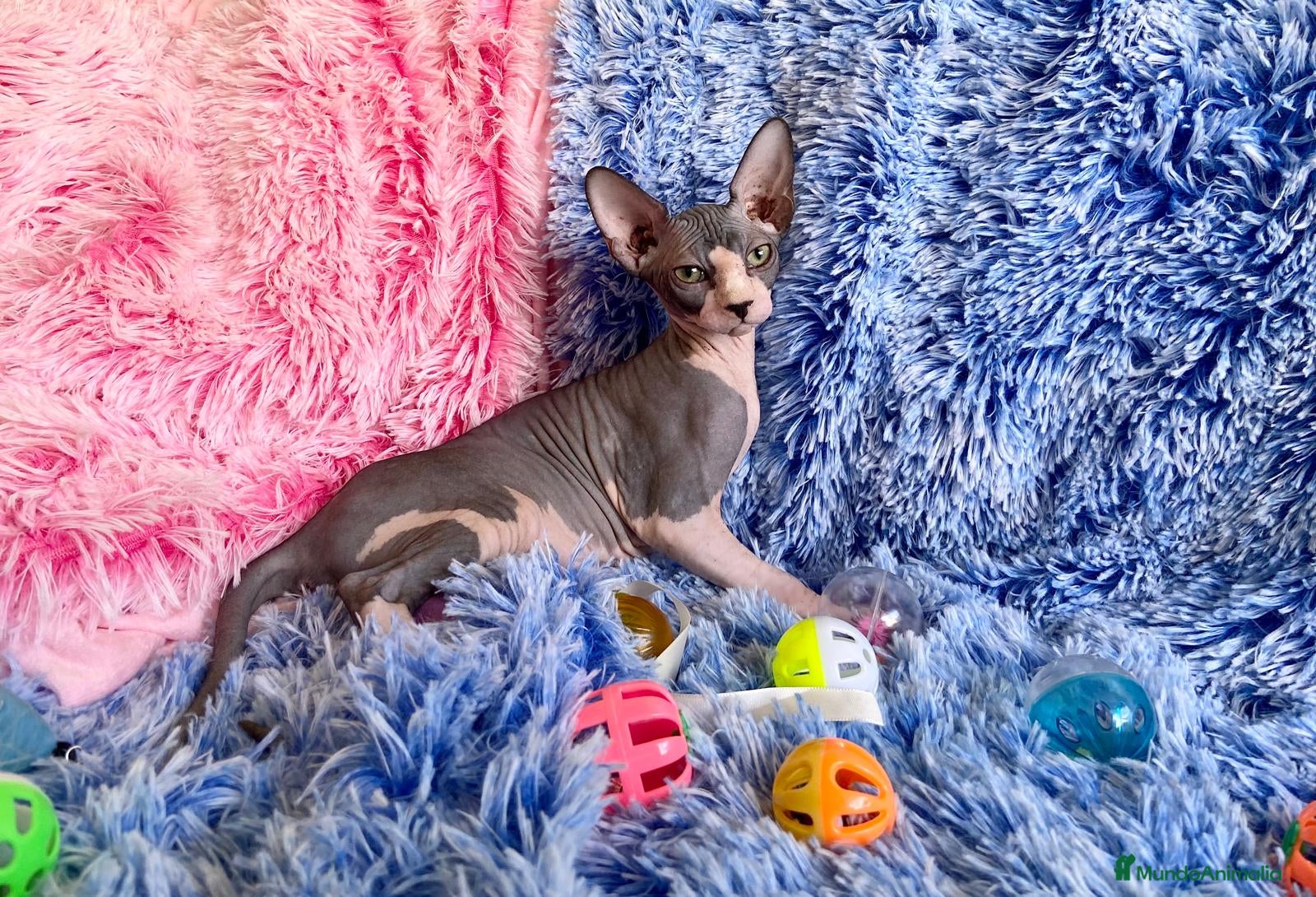 Sphynx gatos gatito macho sphynx blue-blanco - Anuncio 2