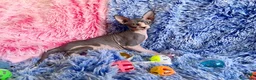 Sphynx gatos en venta: gatito macho sphynx blue-blanco - Anuncio 1