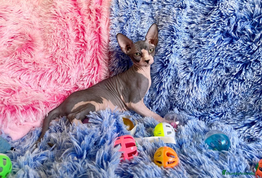 Sphynx gatos en venta: gatito macho sphynx blue-blanco - Anuncio 1