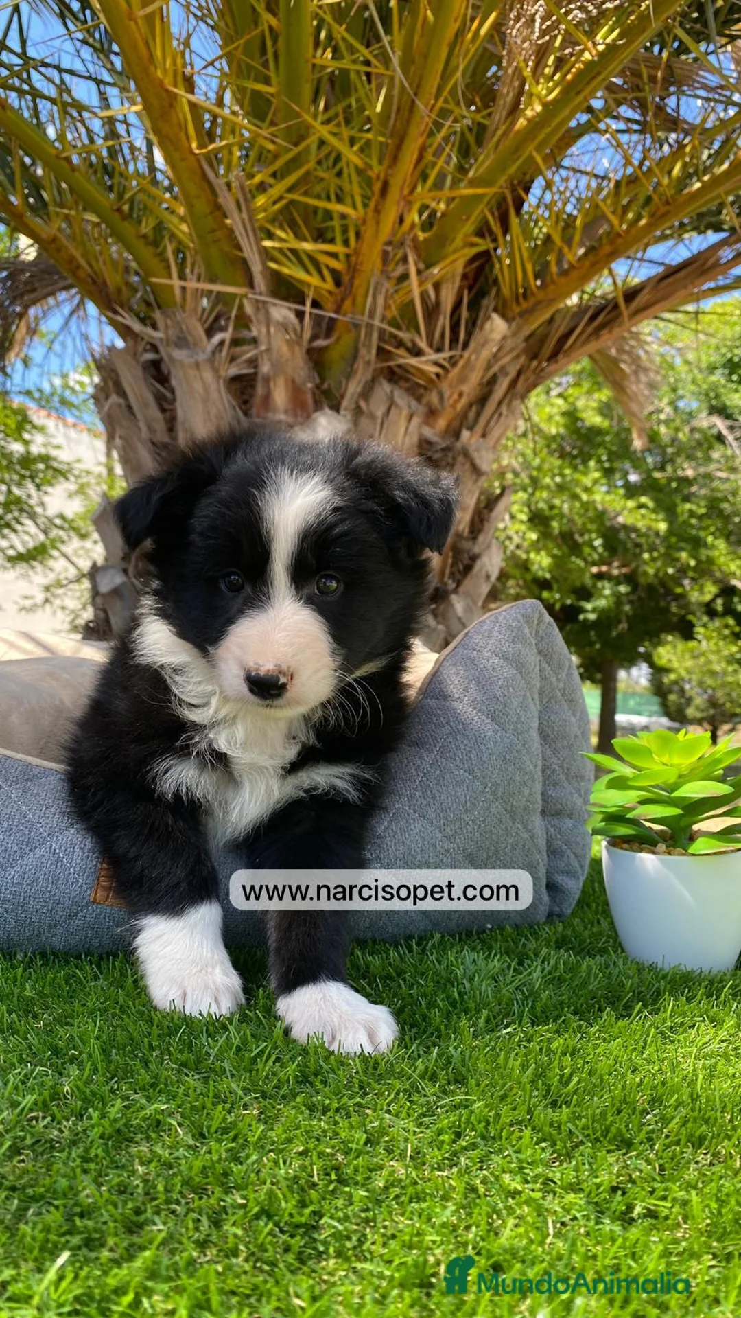 Border Collie perros en venta: BORDER COLLIE EXCELENTE LINEA - Anuncio 6