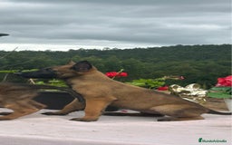 Pastor Belga Malinois perros en venta: Pastor belga malinois. Precio real en Cantabria - Imagen 9