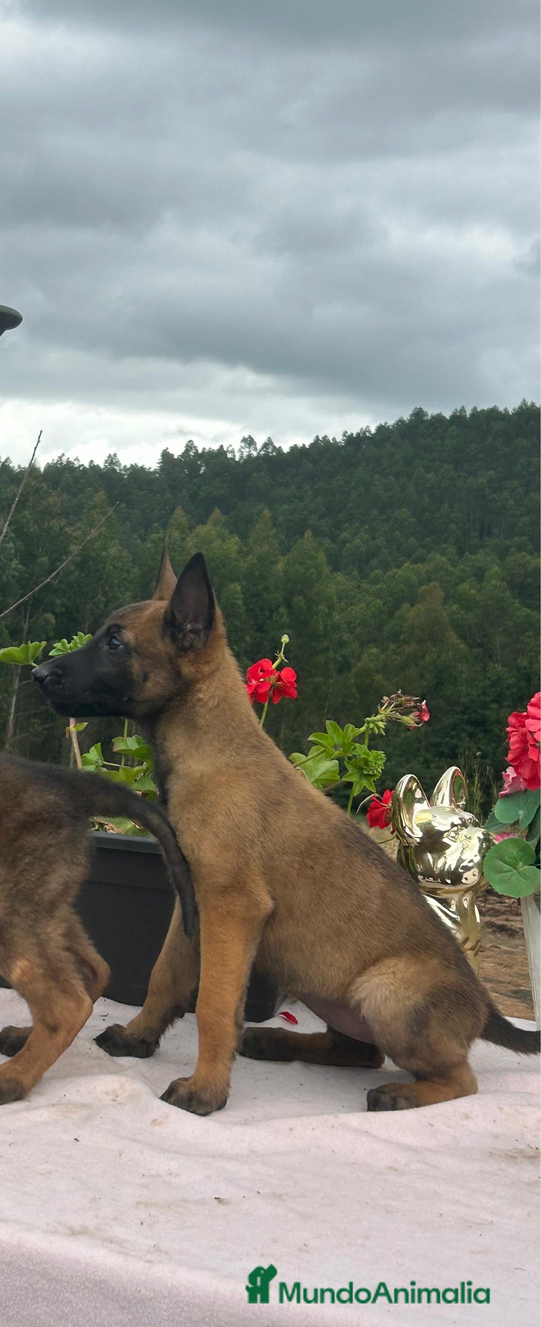 Pastor Belga Malinois perros en venta: Pastor belga malinois. Precio real en Cantabria - Imagen 9