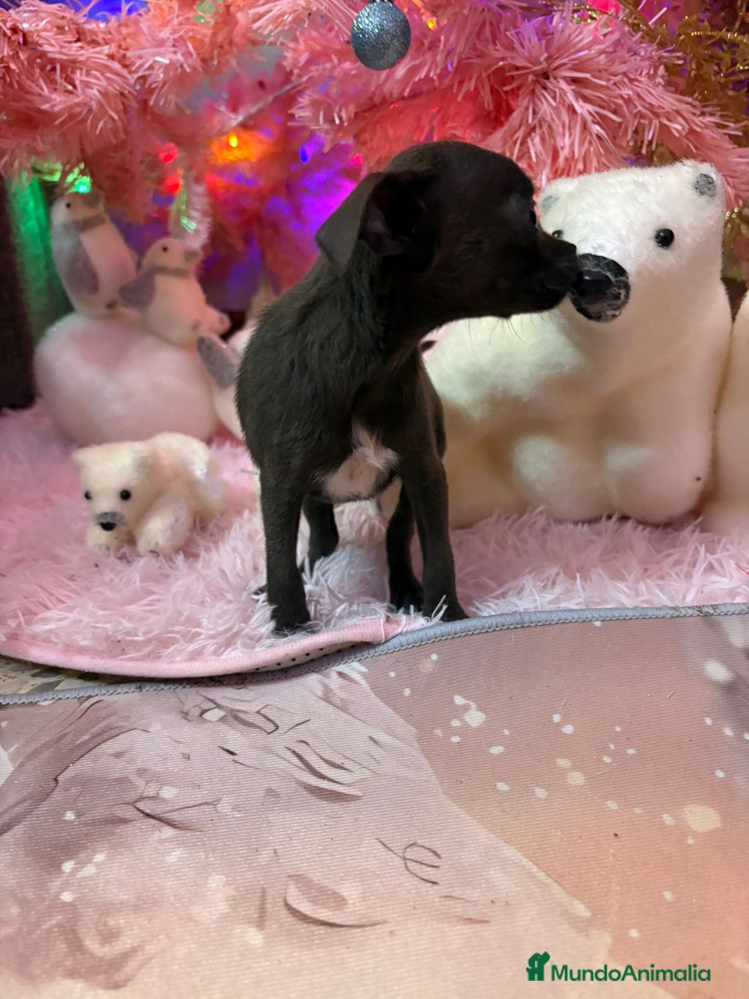 Chihuahua perros en venta: Chihuahua toy blue - Anuncio 7