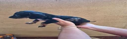 Teckel Miniatura perros en venta: Impresionantes Teckel arlequines minis  - Anuncio 7
