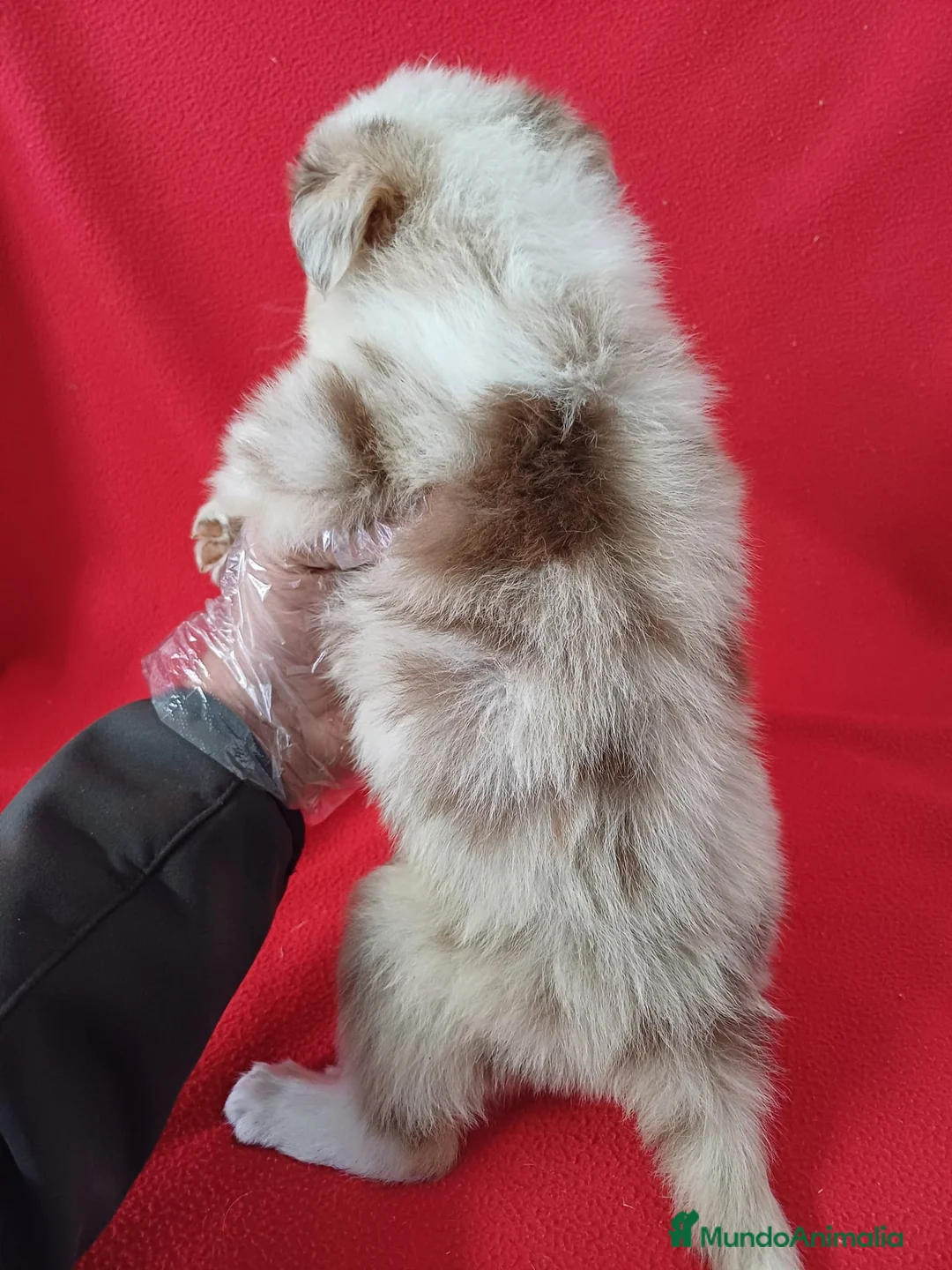 Border Collie perros en venta: Border Collie Merle  - Anuncio 3