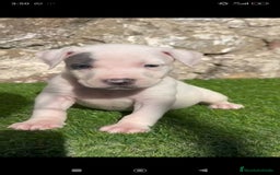 American Staffordshire-Terrier perros en venta: American Stanford  - Imagen 3