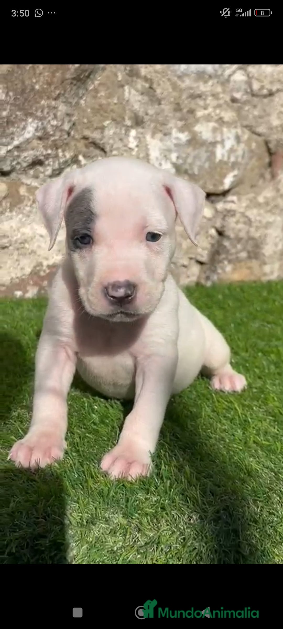 American Staffordshire-Terrier perros en venta: American Stanford  - Imagen 3