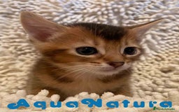 Abisinio gatos en venta: Abisinio Macho de Santa 1835 - AQUANATURA en Barcelona - Imagen 4