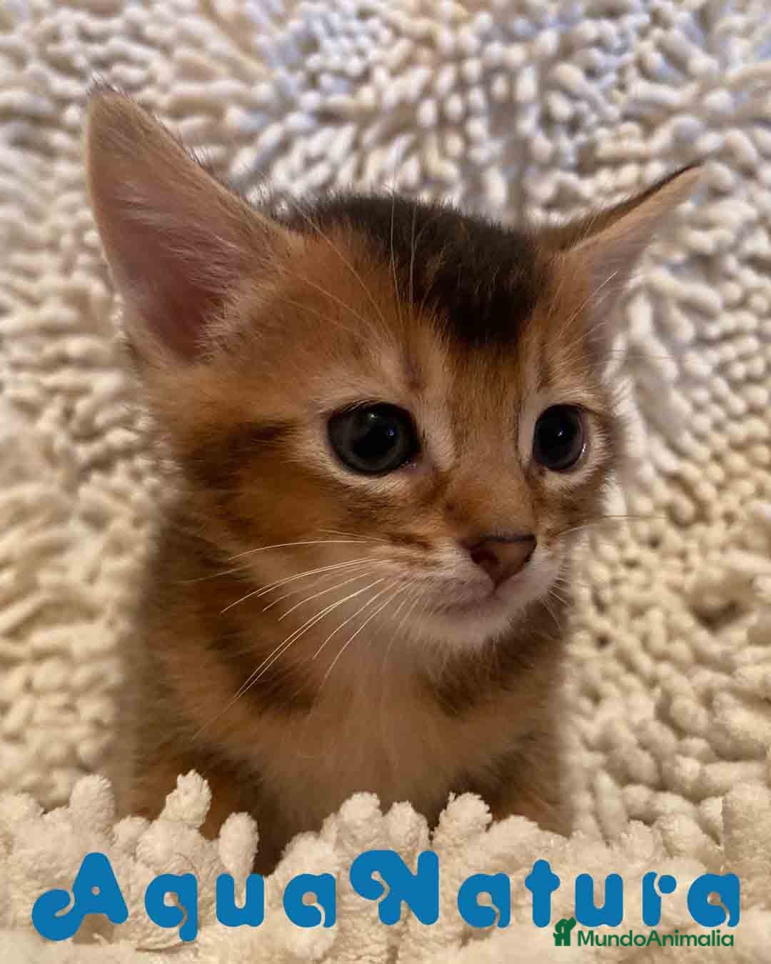 Abisinio gatos en venta: Abisinio Macho de Santa 1835 - AQUANATURA en Barcelona - Imagen 4