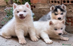 Husky Siberiano perros en venta: Husky siberiano  - Imagen 1