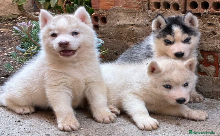 Husky Siberiano perros - Propaganda 1