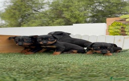 Pinscher Miniatura perros en venta: PINSCHER MINIATURA  - Imagen 11