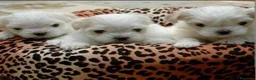 Bichón Maltés perros en venta: ‼️‼️PRECIOSA CAMADA DE BICHÓN MALTES COREANO TOY - Anuncio 1
