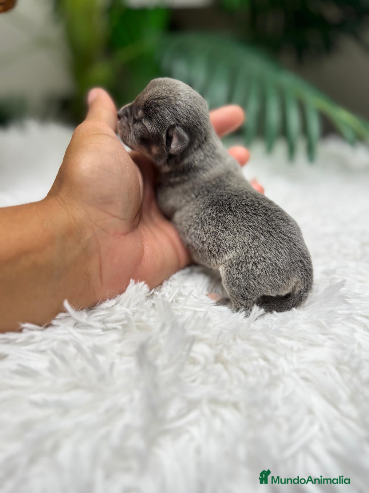 Chihuahua perros CHIHUAHUA HEMBRA - Anuncio 21