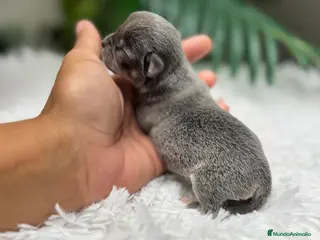 Chihuahua perros CHIHUAHUA HEMBRA - Anuncio 29