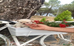 Chihuahua perros en venta: Chihuahua de pelito largo macho  - Imagen 5
