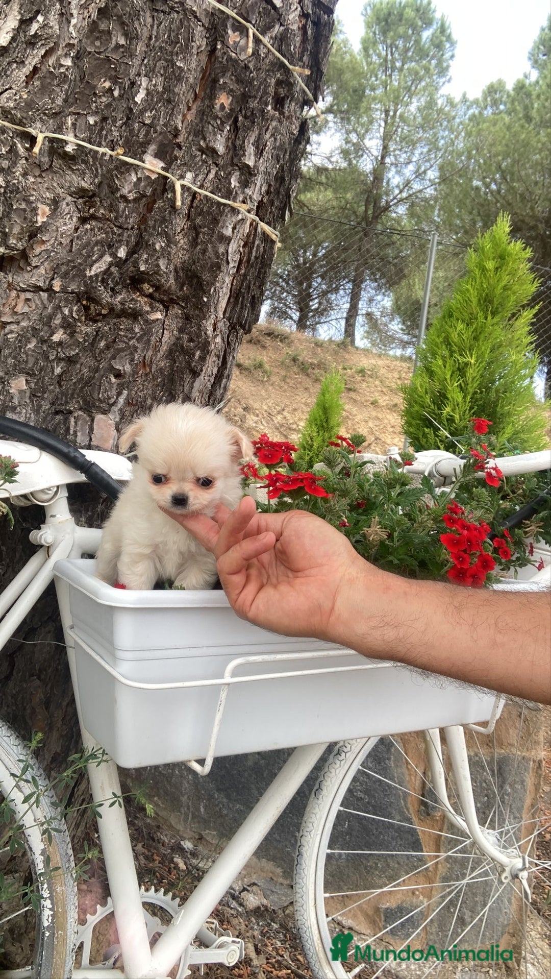Chihuahua perros en venta: Chihuahua de pelito largo macho  - Imagen 5