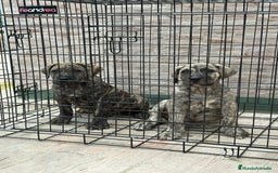 Dogo Canario perros en venta: Cachorras de presa canario  - Imagen 3