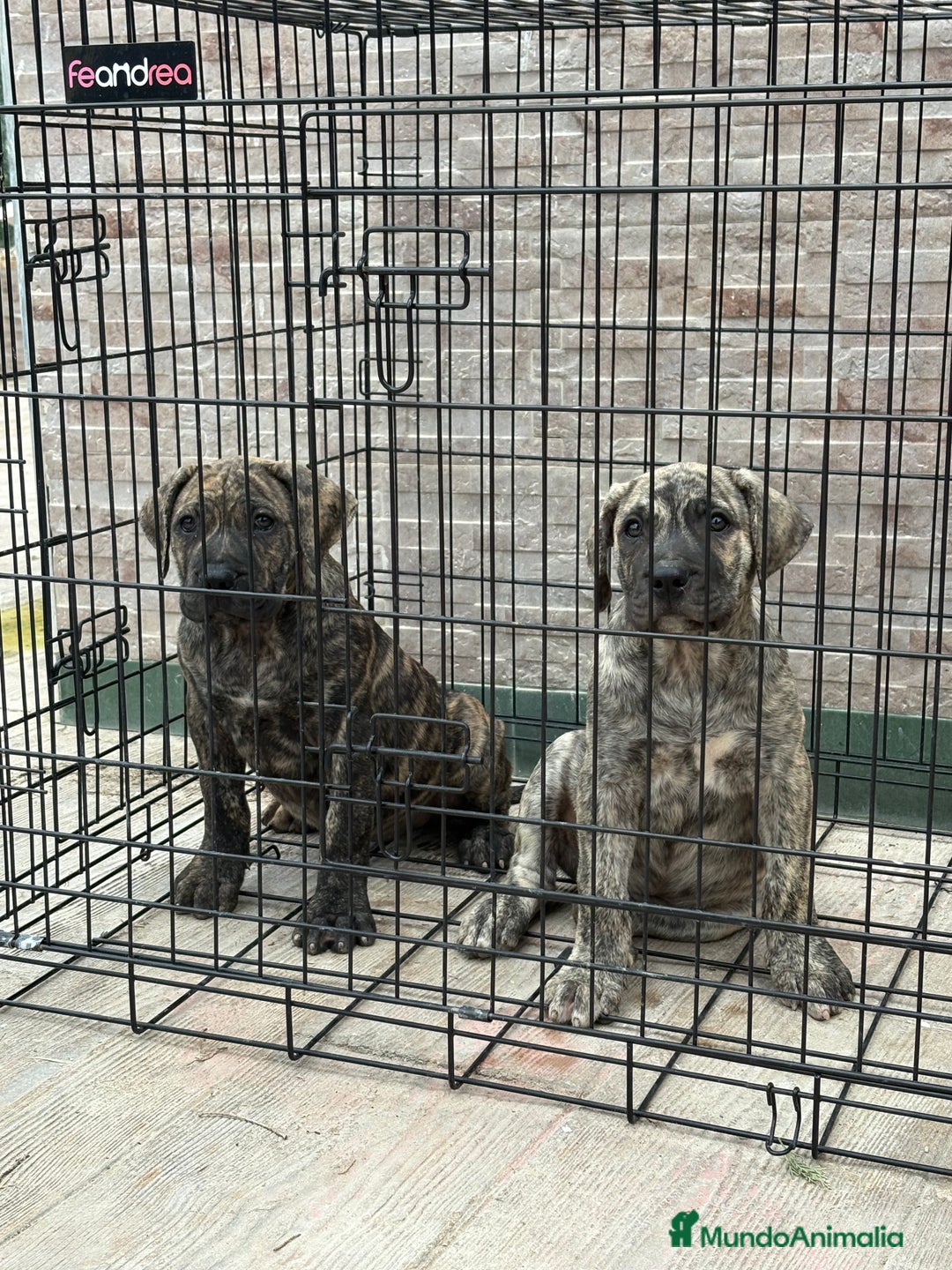 Dogo Canario perros en venta: Cachorras de presa canario  - Imagen 3