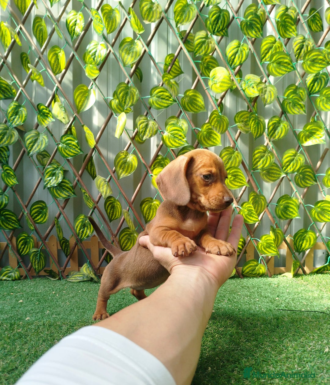 Teckel Miniatura perros en venta: Teckel mini  - Imagen 1