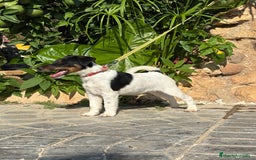 Fox Terrier de Pelo Liso perros en venta: Disponible preciosa camada fox terrier  - Imagen 6
