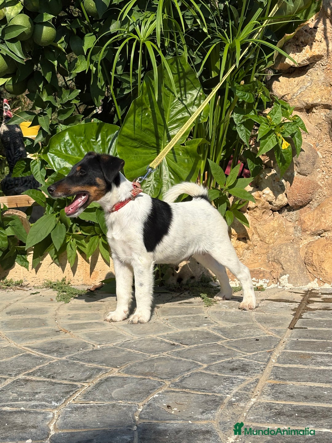 Fox Terrier de Pelo Liso perros en venta: Disponible preciosa camada fox terrier  - Imagen 6