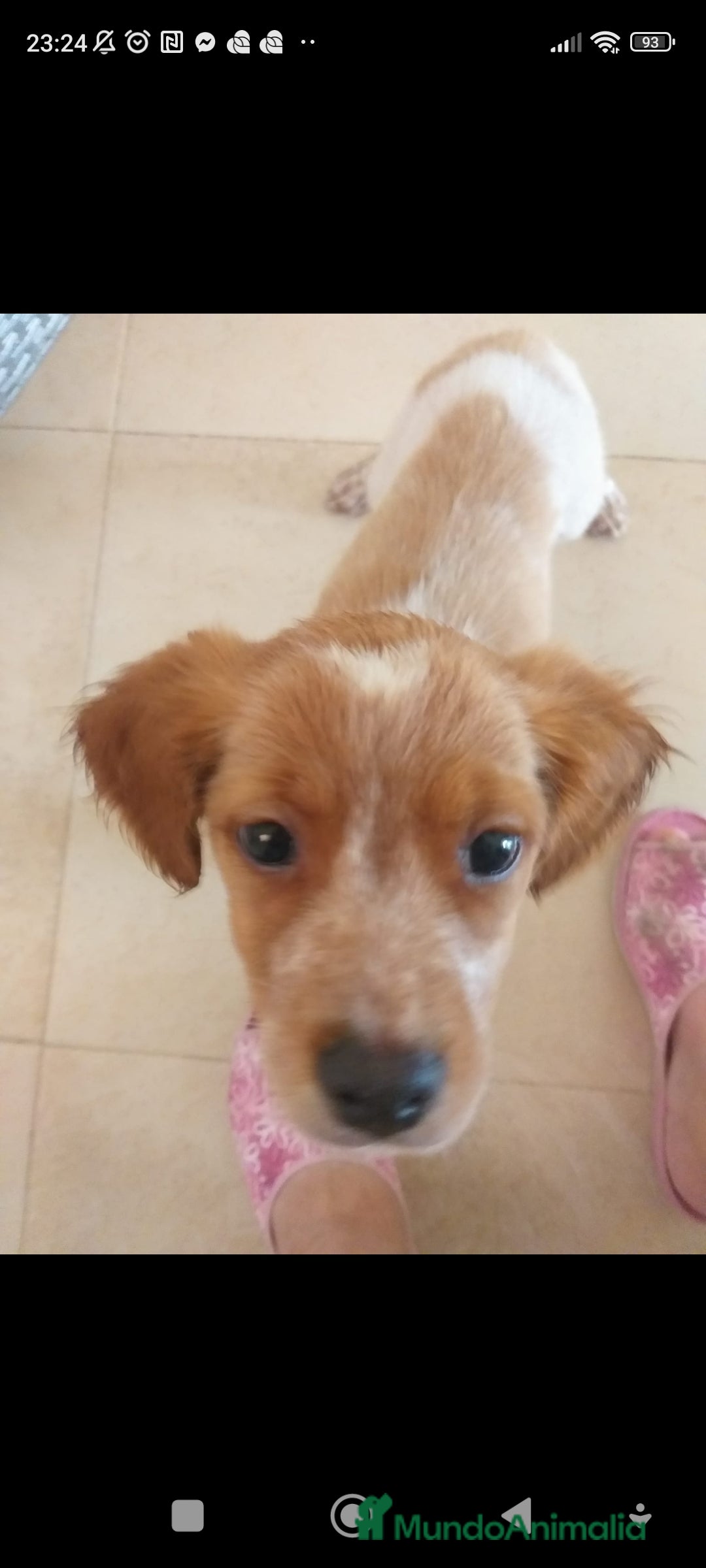 Épagneul Breton perros en venta: Cachorro Breton - Anuncio 3