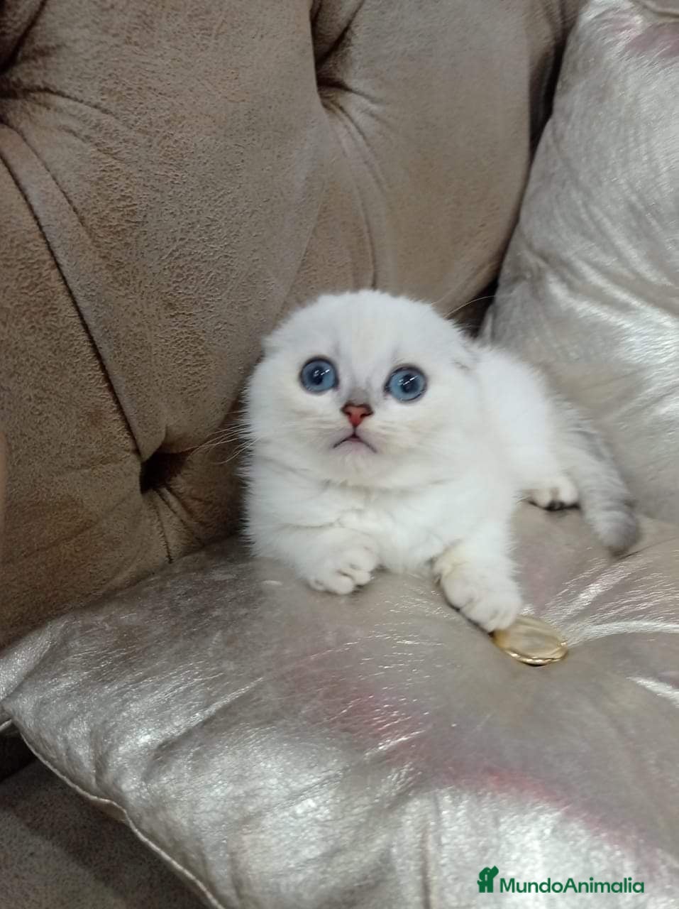 Scottish Fold gatos Adorable Scotthis Fold Shade en Madrid - Anuncio 9