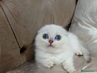 Scottish Fold gatos en Madrid - Anuncio 13