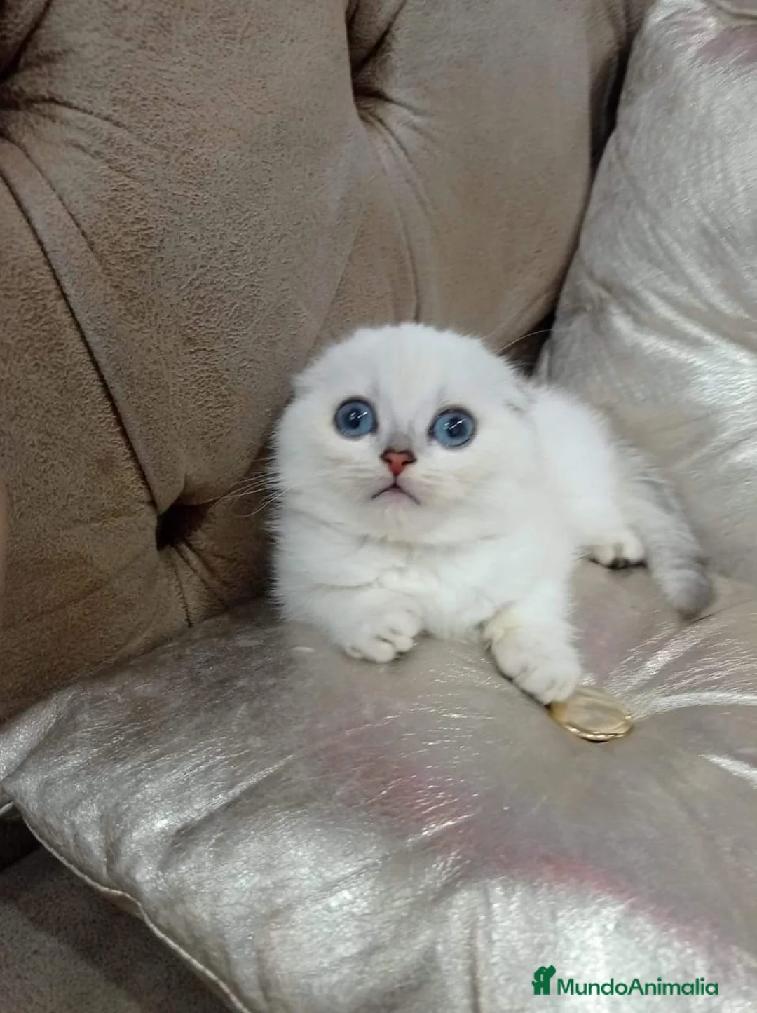 Scottish Fold gatos en venta: Adorable Scotthis Fold Shade en Madrid - Anuncio 1