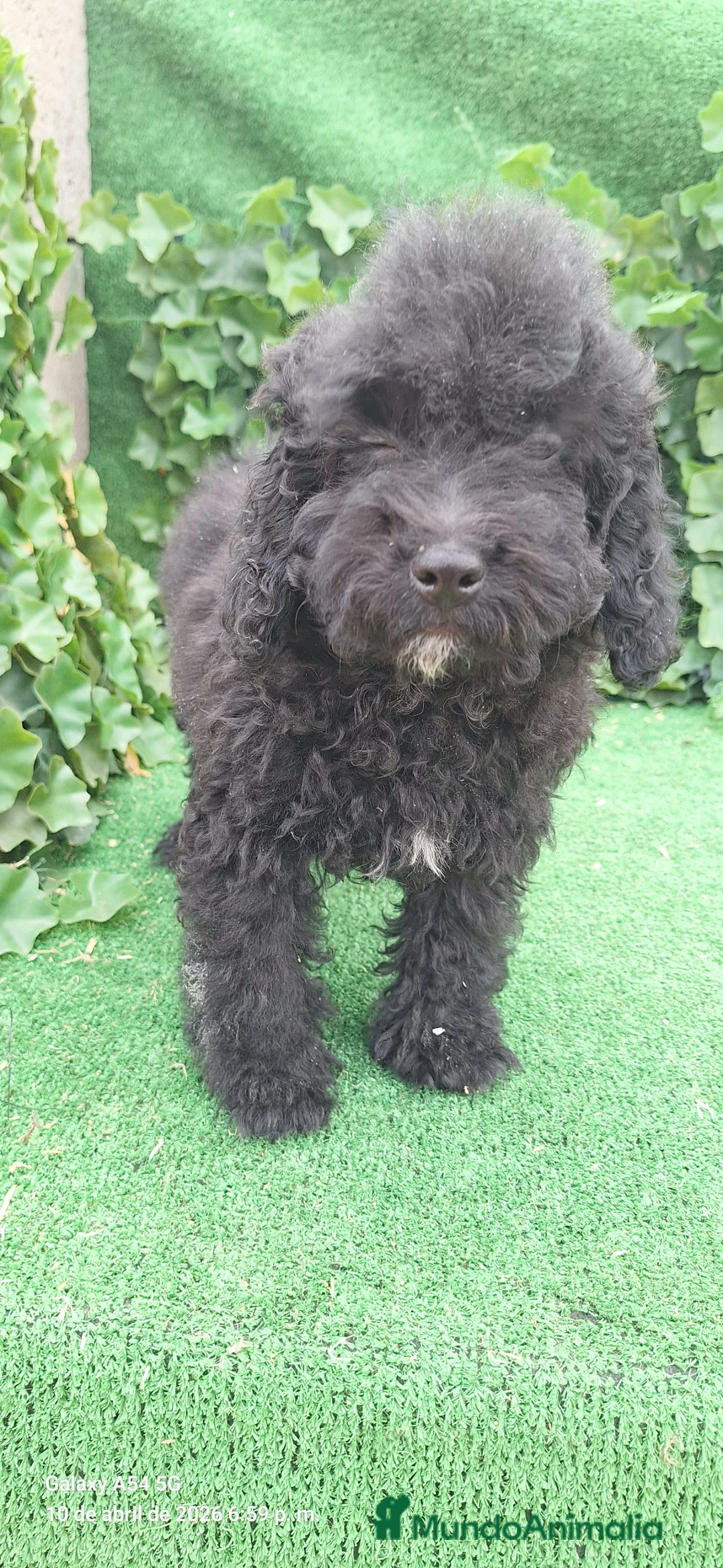 Raza Mixta perros en venta: Caniche toy con perro de agua  - Anuncio 2