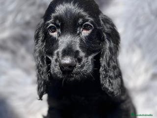 Cocker Spaniel Inglés perros Cocker inglés negro en Barcelona - Anuncio 7